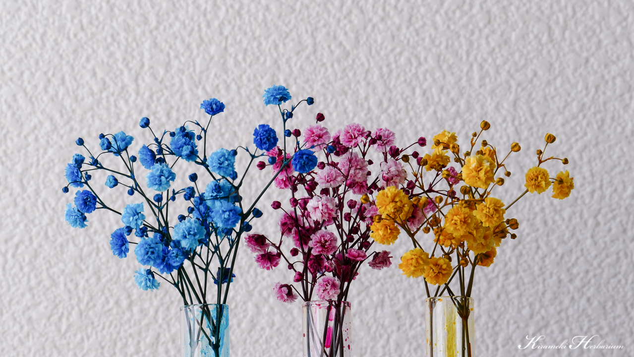 新鮮な花 色付け 最高の花の画像